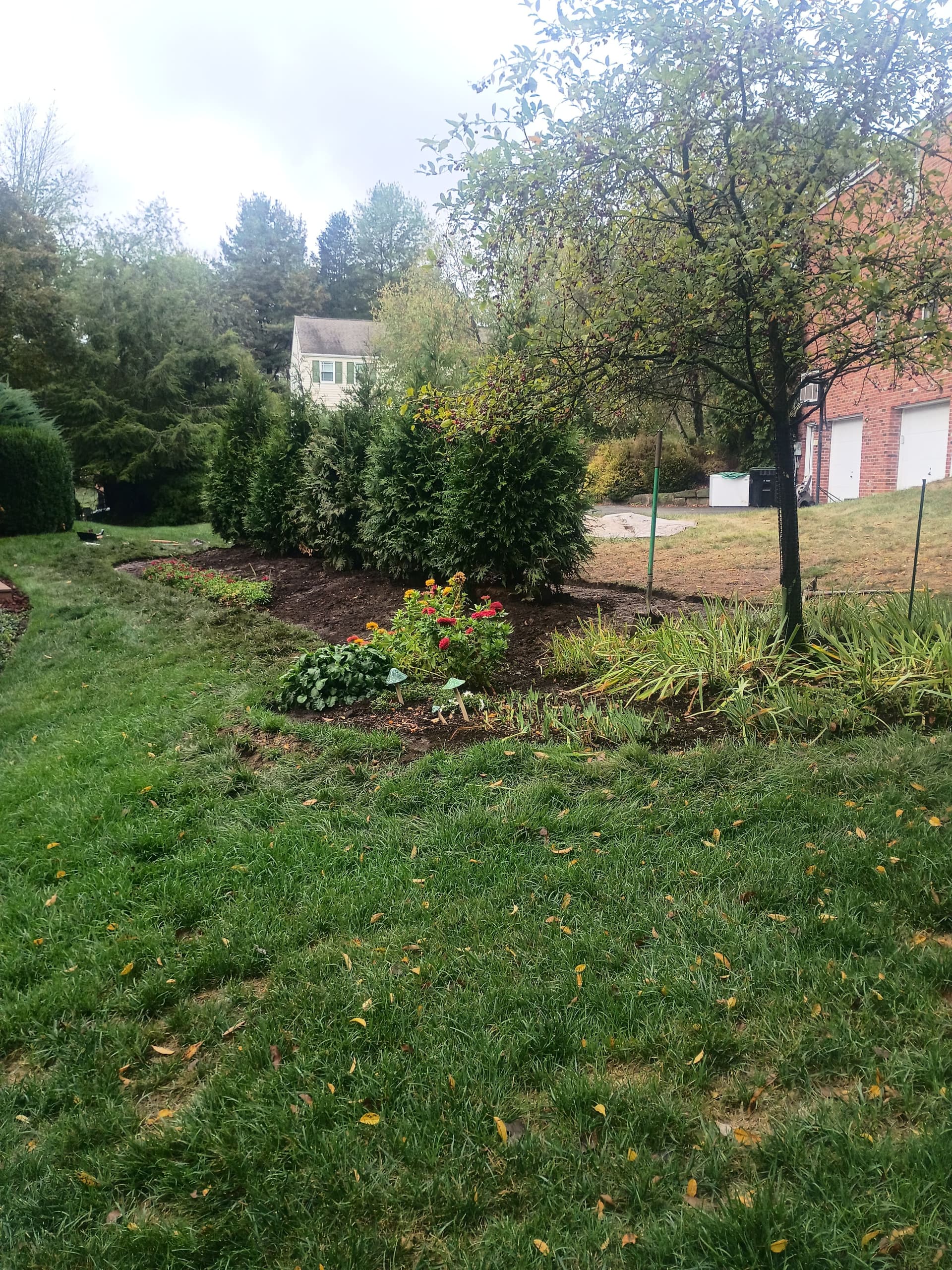Backyard Bliss with Green Giant Arborvitae