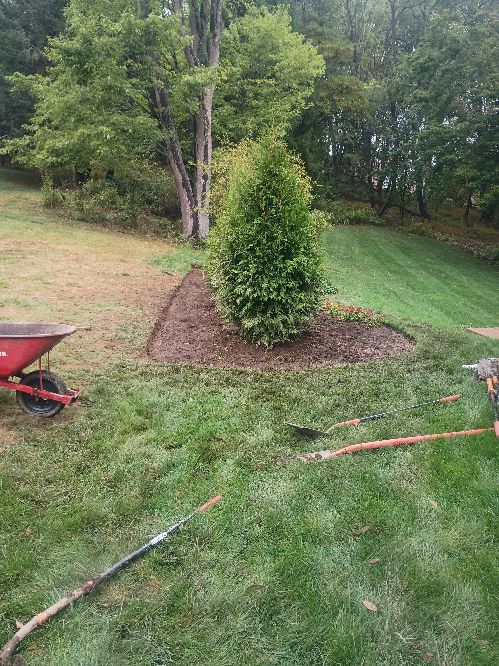 Backyard Bliss with Green Giant Arborvitae
