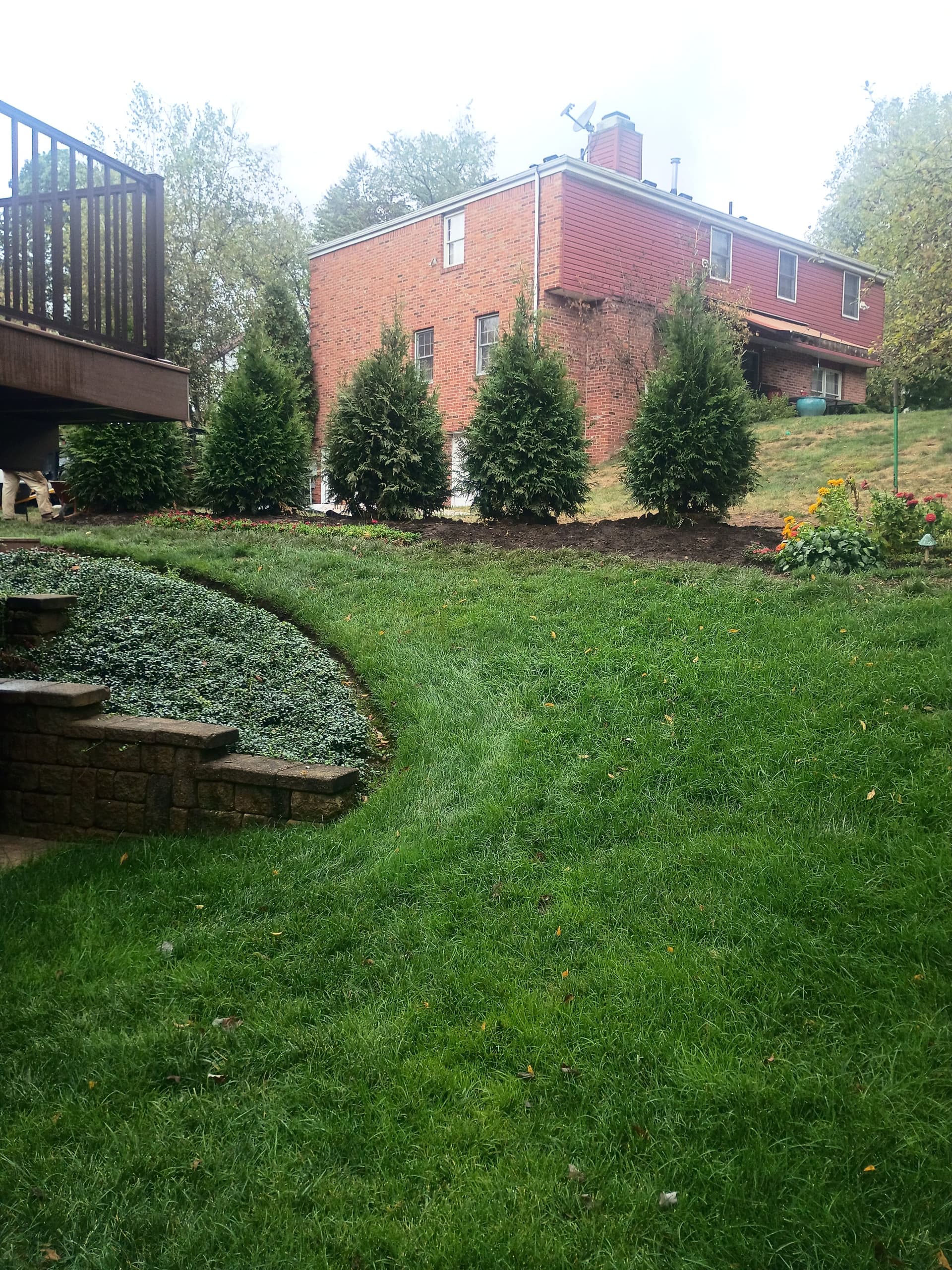 Backyard Bliss with Green Giant Arborvitae