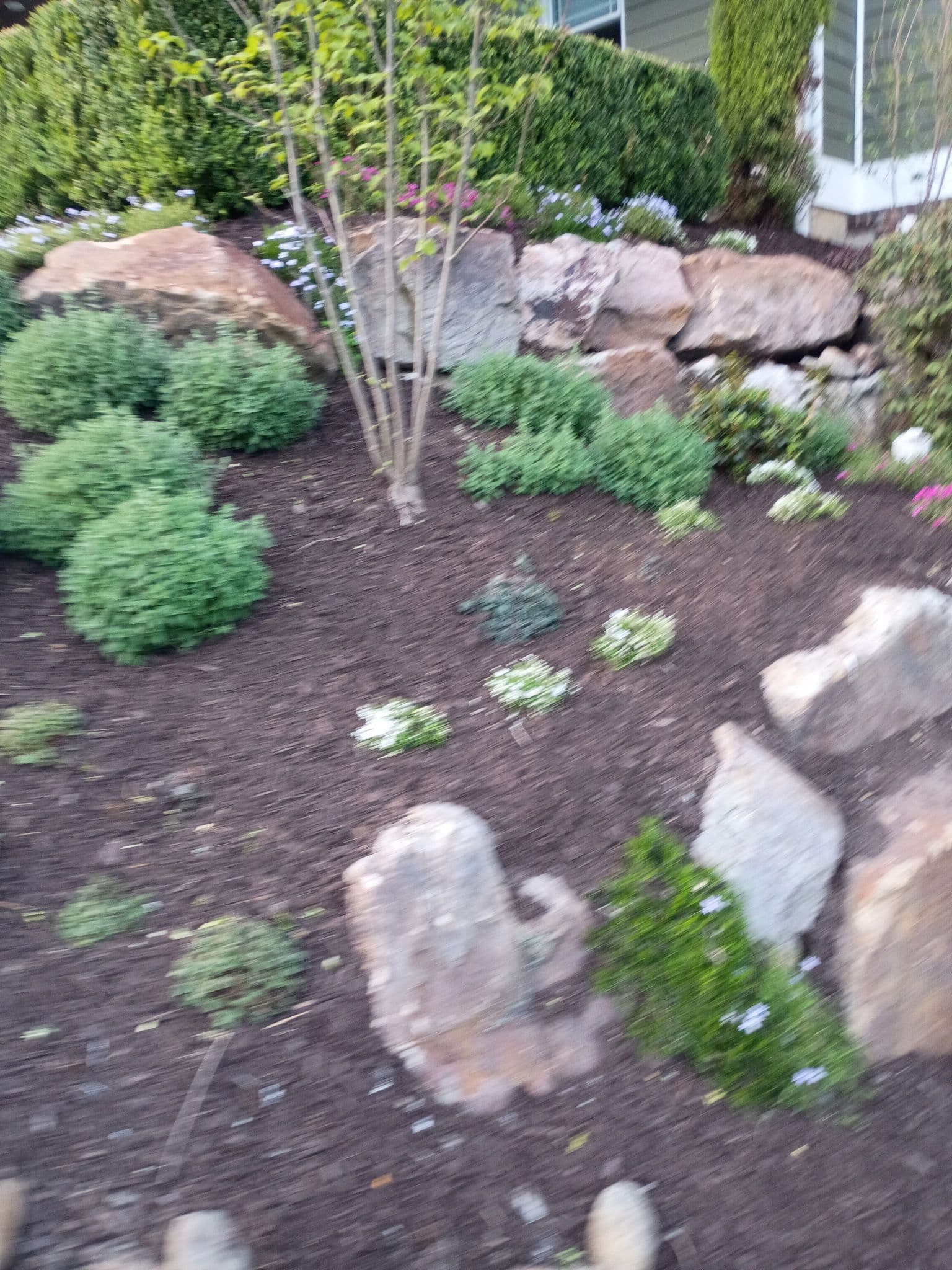 Gallery photos for Fresh Plants and Shrubs Fill Out These Garden Beds: Image #4