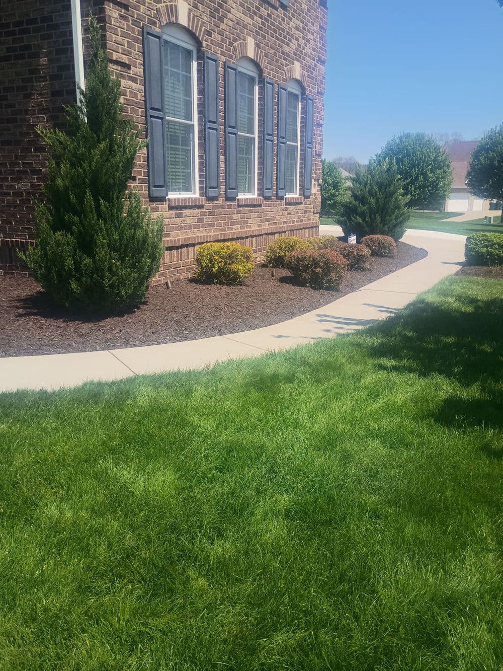 Norway Spruce Replacement and Bed Cleanup in Western Pennsylvania image