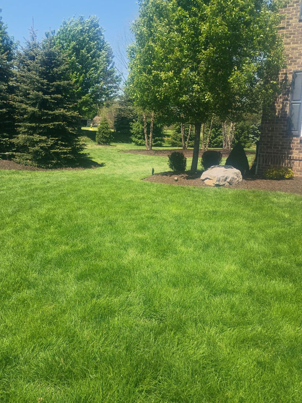 Gallery photos for Norway Spruce Replacement and Bed Cleanup in Western Pennsylvania: Image #1