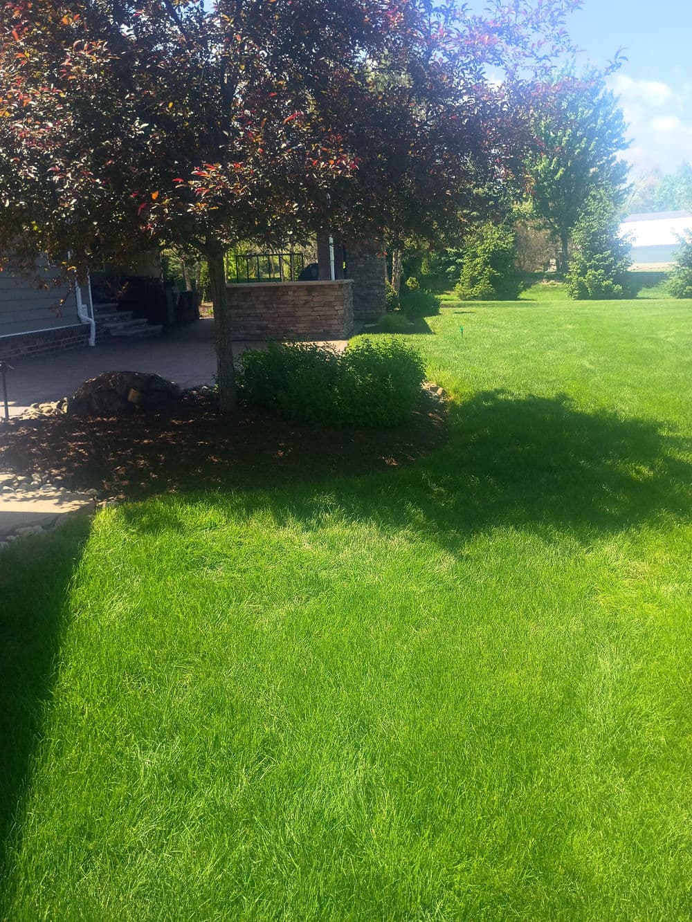 Gallery photos for Norway Spruce Replacement and Bed Cleanup in Western Pennsylvania: Image #3