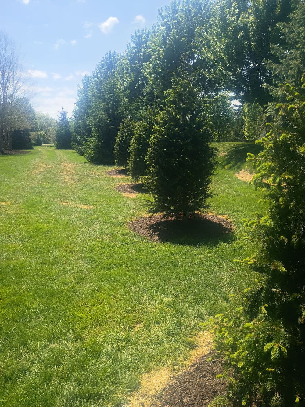 Gallery photos for Norway Spruce Replacement and Bed Cleanup in Western Pennsylvania: Image #4
